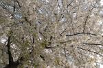 frühling 1