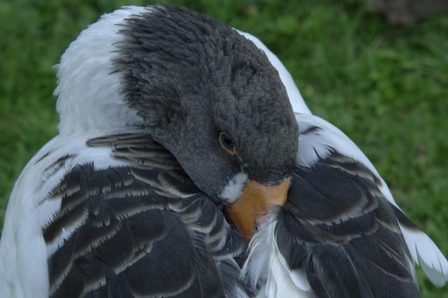 gute nacht gans